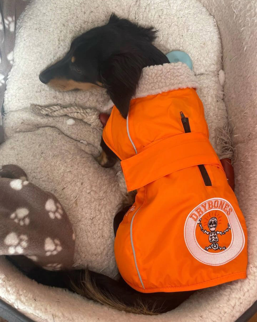 DRYBONES Waterproof Dog Coat